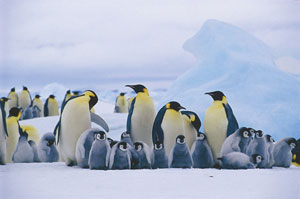 Pinguini imperatore, Antartide