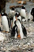 Pinguini papua, Antartide
