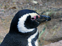 Pinguino di Magellano, Argentina