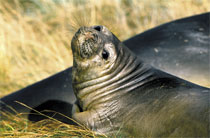 Elefante marino, Patagonia Cilena Elefante marino, Patagonia Cilena