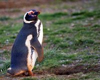 Pinguino di Magellano sull'Isola Magdalena, Patagonia Cilena Pinguino di Magellano sull'Isola Magdalena, Patagonia Cilena