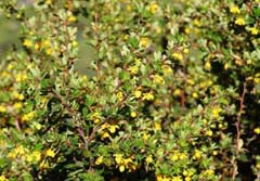 Fiori di calafate, Patagonia argentina