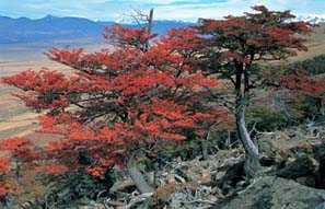 Colori autunnali, Patagonia argentina