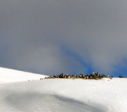 Pinguini papua, Antartide