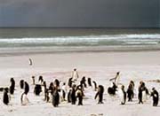 Pinguini papua, Isole Falkland (Malvinas)