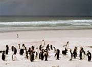 Pinguini papua, Isole Falkland (Malvinas)