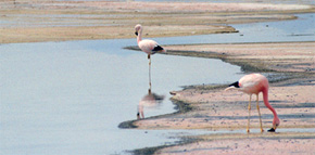 Fenicotteri nel Deserto dell'Atacama, Cile Fenicotteri nel Deserto dell'Atacama, Cile