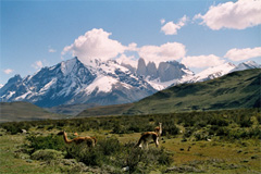Guanachi a Torres del Paine, Cile Guanachi a Torres del Paine, Cile