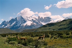 Guanachi a Torres del Paine, Cile