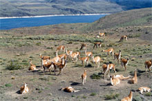 Branco di guanachi nel Parco Nazionale Torres del Paine, Cile Branco di guanachi nel Parco Nazionale Torres del Paine, Cile