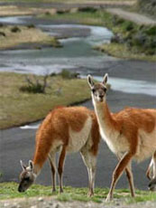 Guanachi, Patagonia Cilena Guanachi, Patagonia Cilena