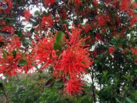 Fiori di notro, Patagonia cilena