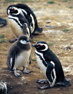 Pinguini di Magellano, Patagonia cilena