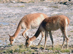 Vigogne nel Deserto dell'Atacama, Cile