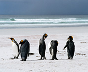 Pinguini re a Volunteer Point, Isole Falkland