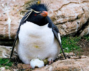 Pinguino Eudipte crestato, Isole Falkland