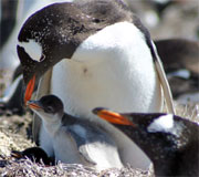 Pinguino papua, Isole Falkland