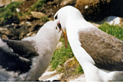 Albatro dalle soppraciglia nere, Isole Falkland