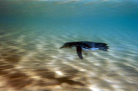 Pinguino delle Galapagos, Isole Galapagos