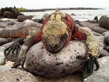 Iguana marina di Española, Isole Galapagos
