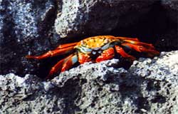 Granchio Sally pie' veloce, Isole Galapagos