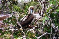 Sula piedirossi a Genovesa, Isole Galapagos