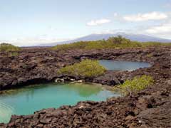 Punta Moreno a Isabela, Isole Galapagos