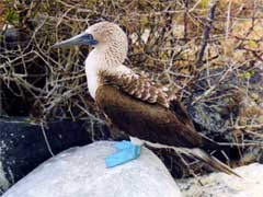 Sula piediazzurri, Isole Galapagos