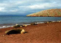 Leoni marini a Rabida, Isole Galapagos