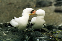 Sule mascherate, Isole Galapagos