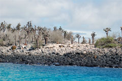 Foresta di cactus a Santa Fe, Isole Galapagos