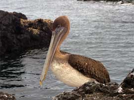 Pellicano bruno, Isole Galapagos