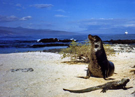 Leone marino e iguana marina a Fernandina, Isole Galapagos
