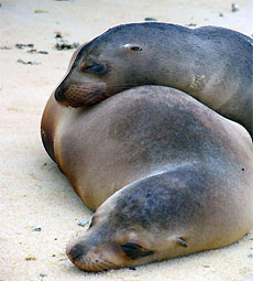 Leoni marini, Isole Galapagos