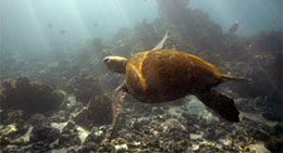 Tartaruga marina, Isole Galapagos