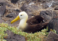 Albatro marezzato a Española, Isole Galapagos