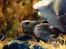 Galapagos